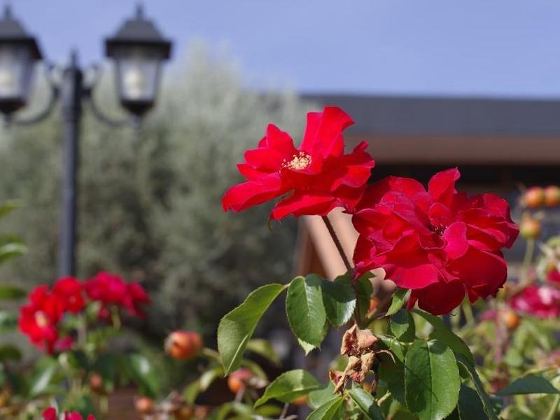 Hotel Los Olivos Хетафе Екстериор снимка